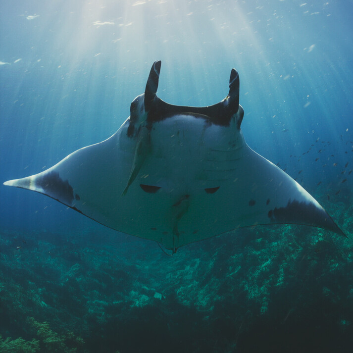 Manta ray swimming directly toward the camera, cephalic fins clearly visible, blue water background