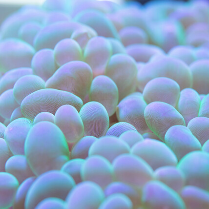 Wei&szlig;e Blasenkoralle Plerogyra spec