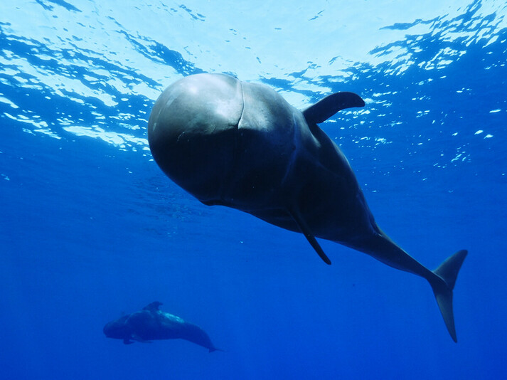 Close-up van een griend onder water, vergezeld door een andere walvis in de diepblauwe oceaan.